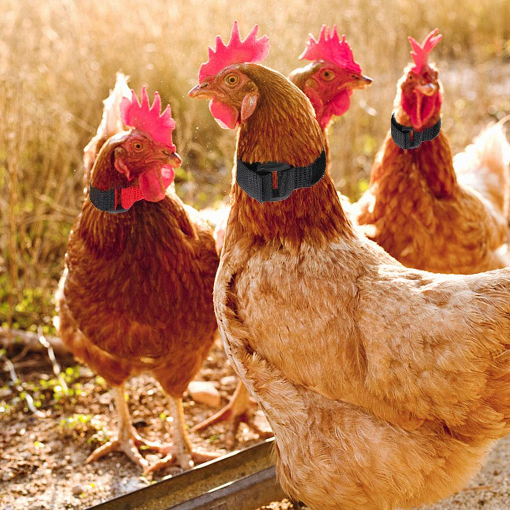 2PCS No Crow Rooster Collar Chicken Collar Noise Free Anti-Hook Neckband Collars Supplies