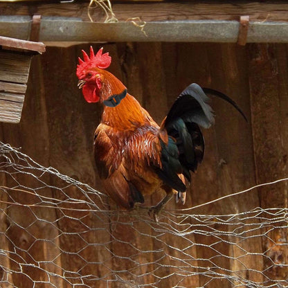 2PCS No Crow Rooster Collar Chicken Collar Noise Free Anti-Hook Neckband Collars Supplies