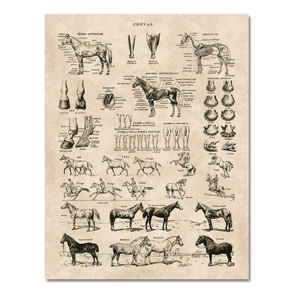Horse Anatomy Chart Prints Canvas Wall Art Decor - myfunfarm