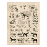 Horse Anatomy Chart Prints Canvas Wall Art Decor
