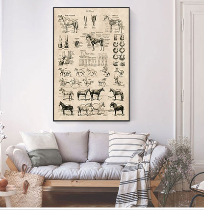 Horse Anatomy Chart Prints Canvas Wall Art Decor - myfunfarm