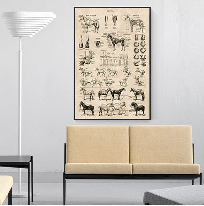 Horse Anatomy Chart Prints Canvas Wall Art Decor - myfunfarm