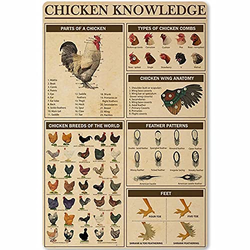 Chicken Knowledge Metal Tin Sign Wall Decoration