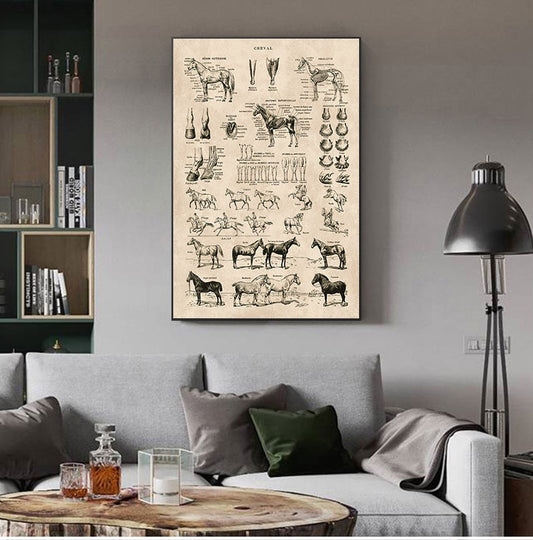 Horse Anatomy Chart Prints Canvas Wall Art Decor - myfunfarm