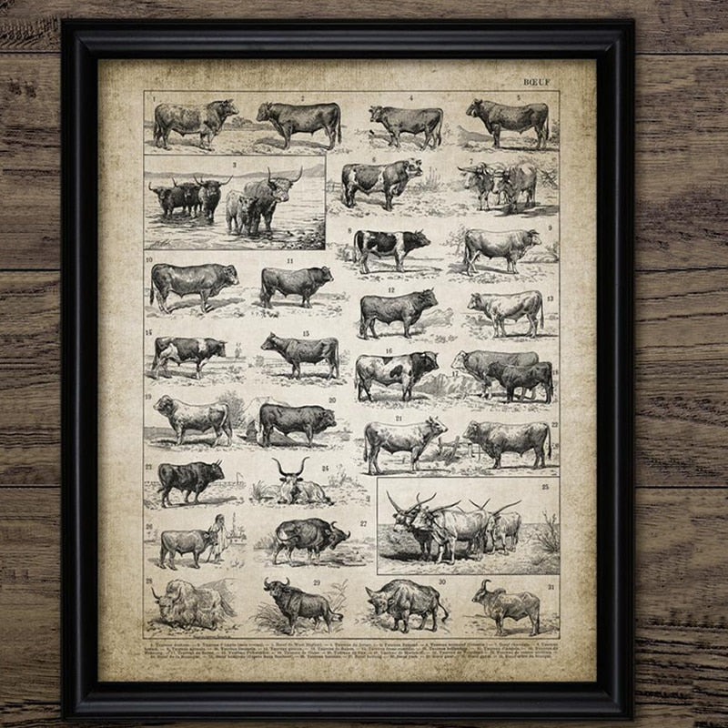 Cattle Breeds Print Wall Art Canvas Home Decor - cow breeds - myfunfarm