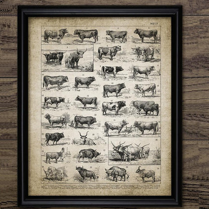 Cattle Breeds Print Wall Art Canvas Home Decor - cow breeds - myfunfarm