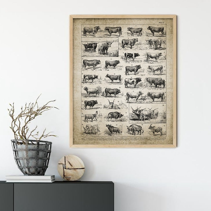 Cattle Breeds Print Wall Art Canvas Home Decor - cow breeds - myfunfarm