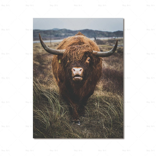 Highland Cow Wall Art canvas print - myfunfarm