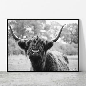 Black and White Highland Cow Canvas Prints