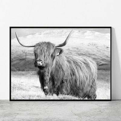 Black and White Highland Cow Canvas Prints - myfunfarm