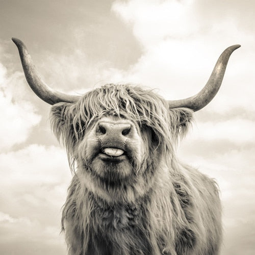 Black and White  Highland Cow Wall Canvas Art Print - myfunfarm
